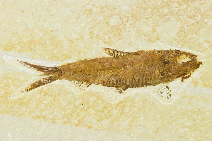 Detailed Fossil Fish (Knightia) - Wyoming #155502